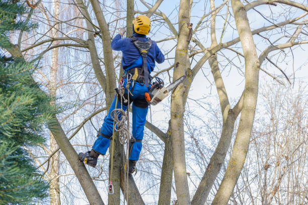 How Our Tree Care Process Works  in  St Martin, MS