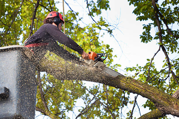 Reliable St Martin, MS Tree Care Solutions